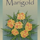 ML276 Marigold