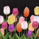 ML551Tulip Field