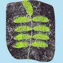 COP1064  9 leaf