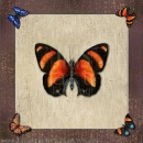 HOL2038 ButterflySquareFlame