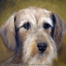 HOL2198 Wirehaired