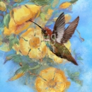 SV2322  Hummingbird