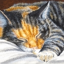 AMB1420 Cat Nap