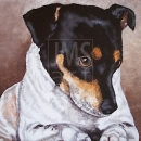 AMB1069 rat_terrier