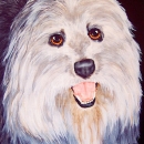 AMB1078 bearded_collie