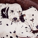 AMB1127 dalmatianpups