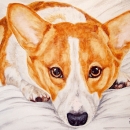 AMB1133 corgi_fiona