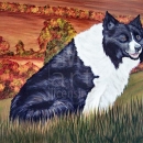 AMB1175 bordercollie_afternoon