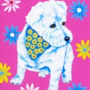 AMB1176 westiepoo_daisy