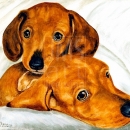 AMB1191 dachshundpups