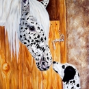 AMB1216 appydalmatian