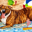 AMB1338 PitBull_BeachBum