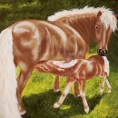 AMB1260 pony_foal