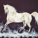 AMB1274 white_horse2