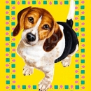 AMB1001 Beagle_border