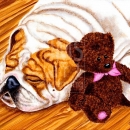 AMB1003 bulldog_teddy