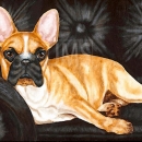 AMB1014 frenchbulldog_couch