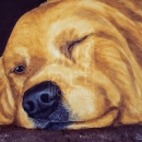 AMB1017 goldendog