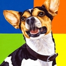 AMB1021 rat_terrier