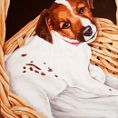 AMB1046 jackrussellpup