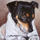 AMB1069 rat_terrier