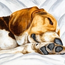 AMB1076 Beagle_Bliss