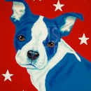 AMB1082 bostonterrier