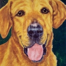 AMB1141 goldendog2