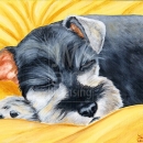 AMB1161 Schnauzer_snoozing