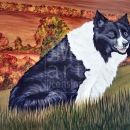 AMB1175 bordercollie_afternoon