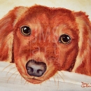 AMB1200 reddachshundlg