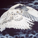 AMB1226 snowyowl