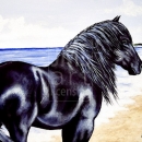 AMB1251 Island_Stallion