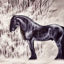 AMB1276 winter_mist_friesian