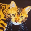 AMB1294 bengal_cat