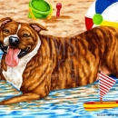 AMB1338 PitBull_BeachBum