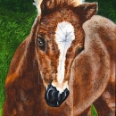 AMB1428 Spring Foal