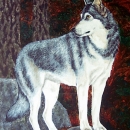 AMB1281 wolf2
