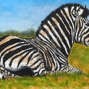 AMB1416 African  Zebra