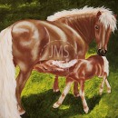 AMB1260 pony_foal