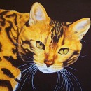 AMB1294 bengal_cat