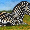 AMB1416 African  Zebra