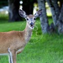 LL3063  IMG_0925_DeerLarge