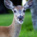 LL3065  IMG0925_Deer