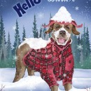 ML374  Hello Winter Dog