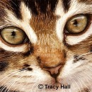 THL2054 kittencloseup