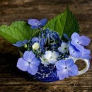 LL2040  MG_8390Hydrangea