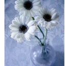 LL2080  White Daisy Trio