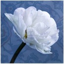 LL2090   MG3528-B  White Tulip with Pattern