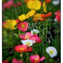 LL2114   MG7469 Poppies